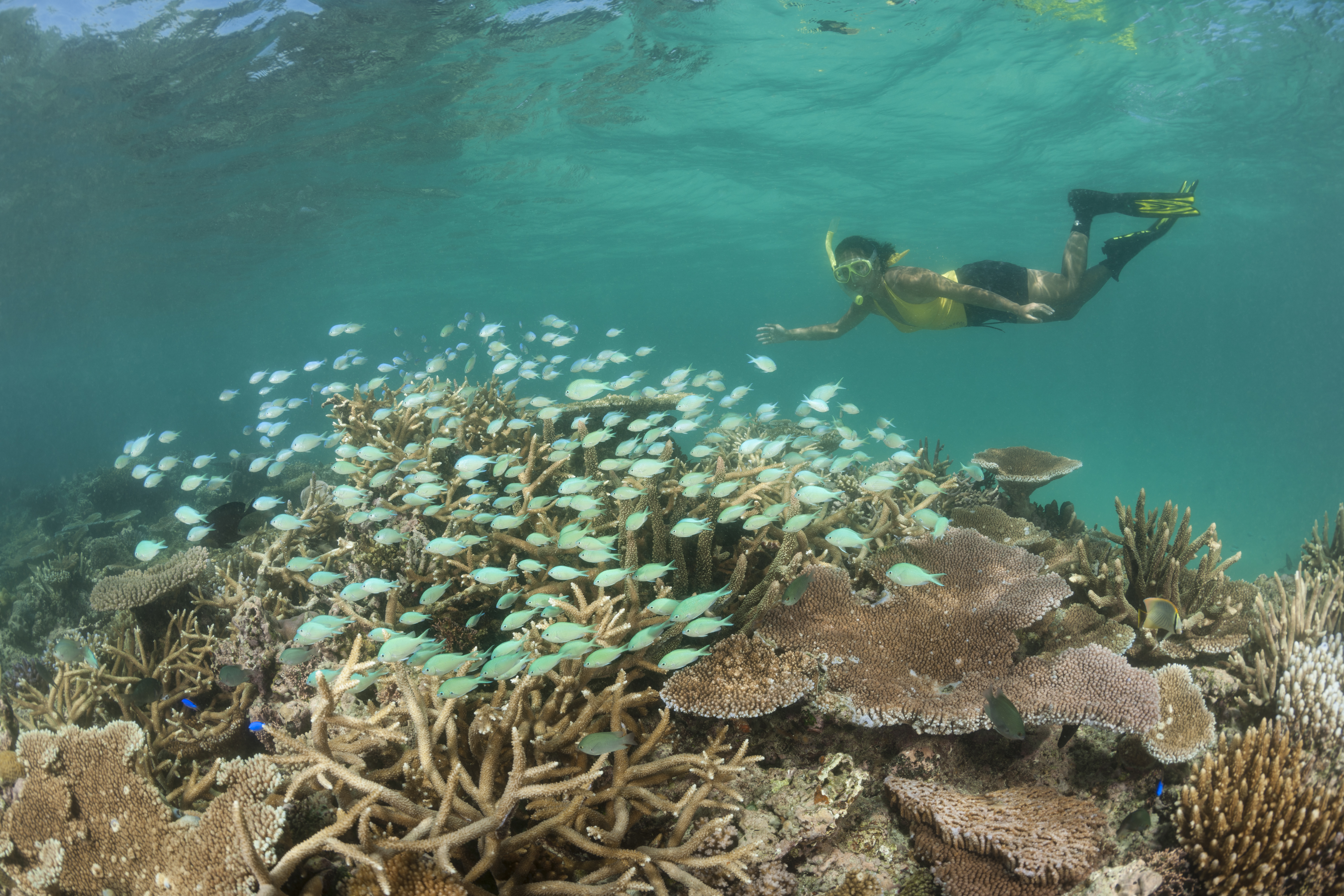 Snorkeler swims the coral reefs of the Great Sea Reefs.